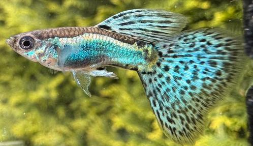 ***Blue Grass guppen***, Dieren en Toebehoren, Vissen | Aquariumvissen, Zoetwatervis, Vis, Schoolvis