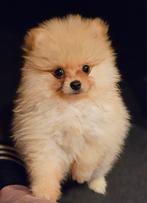 Pomeranian/dwergkees reutje, Dieren en Toebehoren, Honden | Poolhonden, Keeshonden en Oertypen, Keeshond, Reu, CDV (hondenziekte)