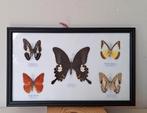 Taxidermie opgezette vlinders in lijst, Opgezet dier, Ophalen of Verzenden, Zo goed als nieuw, Insect