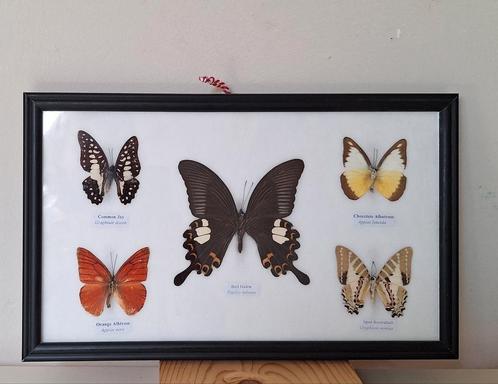 Taxidermie opgezette vlinders in lijst, Verzamelen, Dierenverzamelingen, Zo goed als nieuw, Opgezet dier, Insect, Ophalen of Verzenden