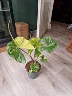 Alocasia Stingray Variegata, Ophalen of Verzenden, Halfschaduw, Minder dan 100 cm