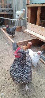 8 kippen, Dieren en Toebehoren, Pluimvee | Toebehoren, Ophalen of Verzenden, Drinken en Voederen