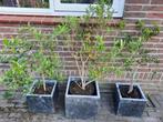 LAATSTE Olijf struik olijfboom boompje, Ophalen, Zomer, Vaste plant, Fruitplanten