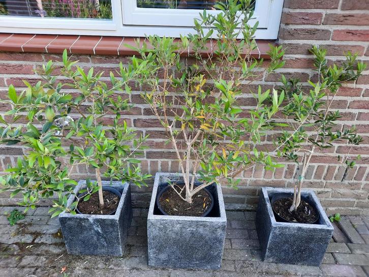 LAATSTE Olijf struik olijfboom boompje, Tuin en Terras, Planten | Tuinplanten, Vaste plant, Fruitplanten, Zomer, Ophalen