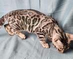 Bengaal zilverbengaal katertje gevaccineerd gechipt kitten, Dieren en Toebehoren, Katten en Kittens | Raskatten | Korthaar, Kater