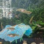 Endler guppies te koop !!, Zoetwatervis, Schoolvis, Vis