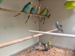 Te koop 24 jonge grasparkieten, Dieren en Toebehoren, Vogels | Parkieten en Papegaaien, Geslacht onbekend, Parkiet