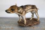 Oude opgezette frisling/ taxidermie wild zwijn big, Ophalen of Verzenden