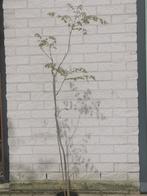 Mooie Koelreuteria Paniculata in pot, In pot, Zomer, Overige soorten, Ophalen