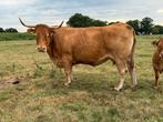 Luxe limosine zoogstel te koop ( vaarskalf ), Dieren en Toebehoren, Vrouwelijk