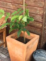 Walnotenboom, Halfschaduw, Overige soorten, Lente, Minder dan 100 cm