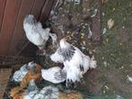 Trio brahma, Dieren en Toebehoren, Pluimvee, Vrouwelijk, Kip