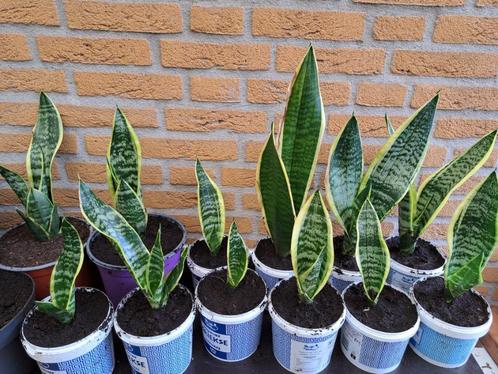 Sanseveria 3 voor 15 euro, Huis en Inrichting, Kamerplanten, Overige soorten, Minder dan 100 cm, Ophalen