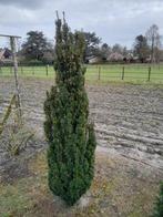 Taxus fastigiata, Tuin en Terras, Taxus, Struik, Ophalen, 100 tot 250 cm