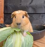 Lief gekruind cavia beertje, September, Mannelijk, Cavia