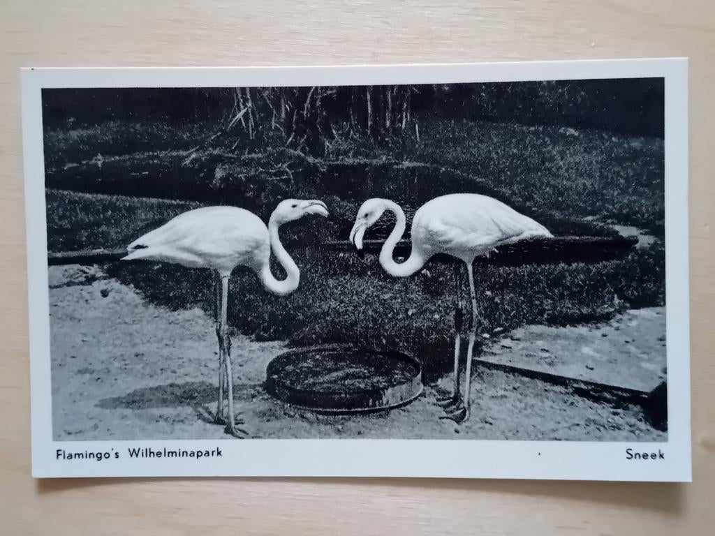 Ansichtkaart Sneek, Ophalen of Verzenden, Friesland