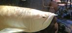 Arowana albino 80cm, Vis