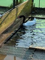 Zwarthalszwaan man te koop 450 euro, Dieren en Toebehoren