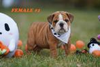Mooie en Gezonde Engelse bulldog-puppy's, Dieren en Toebehoren, Rabiës (hondsdolheid), 8 tot 15 weken, Buitenland, Bulldog