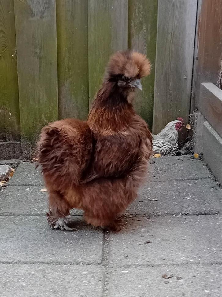 ROOD/CHOCOLADE & BLAUWE ZIJDEHOEN KRIELHENNETJES  aan de leg, Dieren en Toebehoren, Pluimvee, Kip, Vrouwelijk