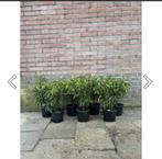 Gezocht planten p9, Tuin en Terras, Bloempotten, Ophalen, Kunststof, Rond, Nieuw