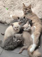 Kittens britse korthaar & ragdoll x, Dieren en Toebehoren, Katten en Kittens | Raskatten | Korthaar, Meerdere dieren, Ontwormd