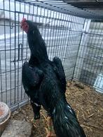 Shamo haan, Mannelijk, Kip