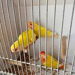 Jonge agapornissen, Geslacht onbekend, Dwergpapegaai of Agapornis, Geringd