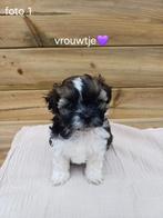 Boomer pups, Dieren en Toebehoren, Honden | Chihuahua's en Gezelschapshonden, Overige rassen, 8 tot 15 weken, Meerdere, Meerdere dieren