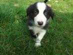 Super MOOIE puppy's, Dieren en Toebehoren, Honden | Niet-rashonden, CDV (hondenziekte), 8 tot 15 weken, Meerdere, Meerdere dieren
