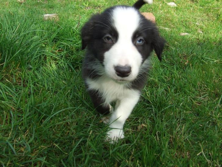 Super MOOIE puppy's, Dieren en Toebehoren, Honden | Niet-rashonden, Middel, Meerdere dieren, Fokker | Hobbymatig, Meerdere, Nederland