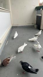 Duiven te koop, Dieren en Toebehoren, Vogels | Duiven