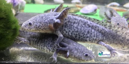 Axolotl Axanthic, Dieren en Toebehoren, Reptielen en Amfibieën, Amfibie, 0 tot 2 jaar, Tam