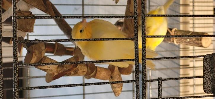 Kanarie's, Dieren en Toebehoren, Vogels | Kanaries, Kleurkanarie, Meerdere dieren