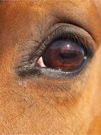 Gemoedelijke pensionstal gezocht of aan huis