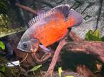 Oscar, Dieren en Toebehoren, Vissen | Aquariumvissen, Vis