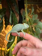 Prachtige JemenKameleons, Dieren en Toebehoren, Reptielen en Amfibieën, Hagedis, 0 tot 2 jaar