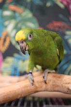 Jonge Baby Geel voorhoofd Amazones | Handtam | Nieuwsgierig, Dieren en Toebehoren, Meerdere dieren, Papegaai, Pratend