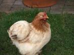 Cochin krielkippen., Dieren en Toebehoren, Pluimvee, Vrouwelijk, Kip