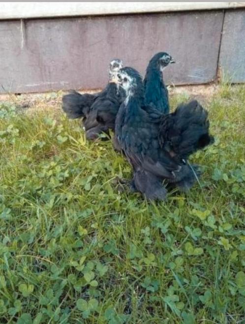Hennen kruissing tussen brahma kriel en cochin kriel, Dieren en Toebehoren, Pluimvee, Kip, Vrouwelijk