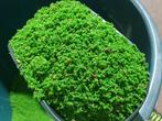 Verdure Rul Eivoer 1kg ( + Vitamine Complex ) Pineta Zootecn, Verzenden, Nieuw, Eten en Drinken