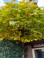 Prachtige Trompetboom te koop!, Tuin en Terras, Overige soorten, 100 tot 250 cm, Zomer, Ophalen