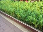 Buxus, Ophalen, Zo goed als nieuw