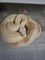 0.1 Albino motley (boa constrictor imperator), Slang, Tam, 3 tot 6 jaar