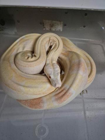 0.1 Albino motley (boa constrictor imperator) beschikbaar voor biedingen