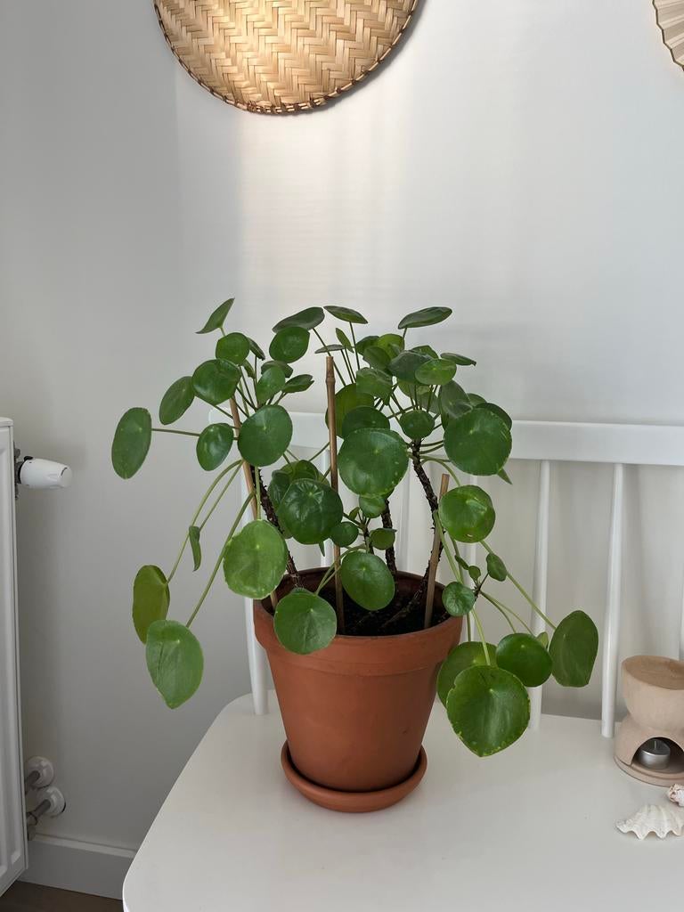 Grote Pannenkoekenplant (Pilea) met 5 stekjes, Huis en Inrichting, Kamerplanten, Ophalen, Overige soorten, Halfschaduw, In pot