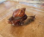 Agaatslak-reuzeslak: Achatina fulica wildkleur en albino, September, Meerdere dieren