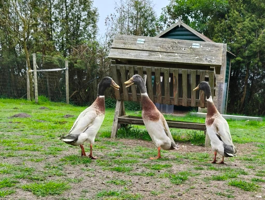 3 loopeenden, Mannelijk, Eend