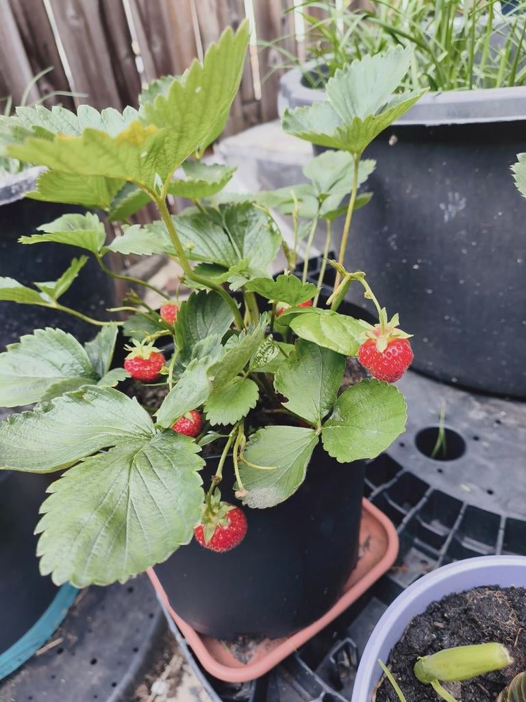 Aardbei planten te koop0.5 per stuk, Ophalen, Eenjarig, Overige soorten, Volle zon