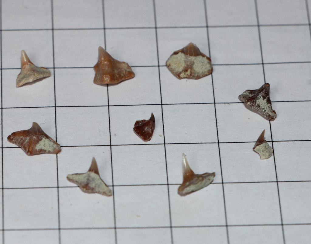 Haaientanden set, Verzamelen, Ophalen of Verzenden, Fossiel